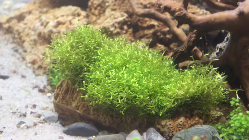 Teichlebermoos 02.02.2015 von SouthAmerica (35)