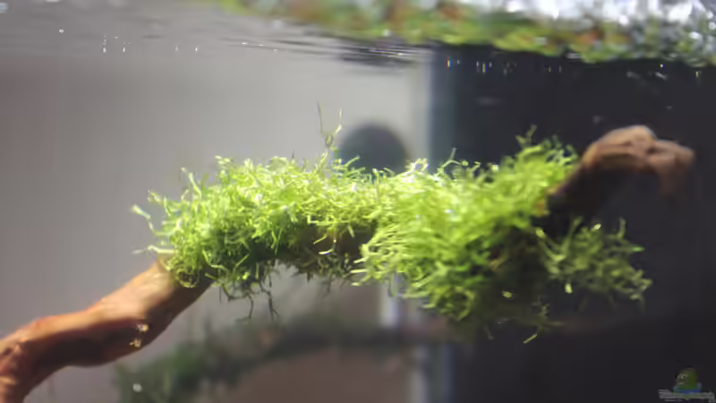 Teichlebermoos auf Ast gebunden von SouthAmerica (19)