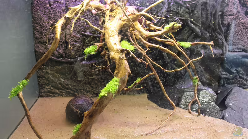 Teichlebermoos auf Fingerwurzel von Wabi (7)