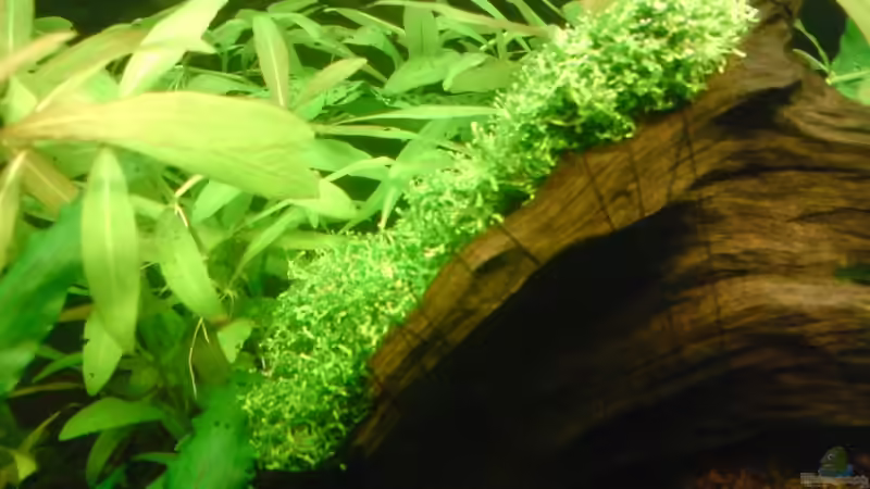 Teichlebermoos auf Wurzel gebunden von Andreas Laubinger (5)