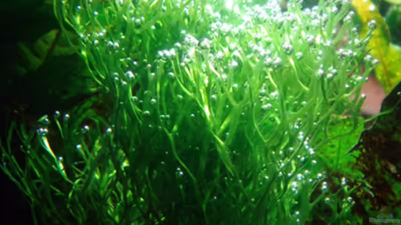 Teichlebermoos bei der ´Arbeit´ von koba2 (19)