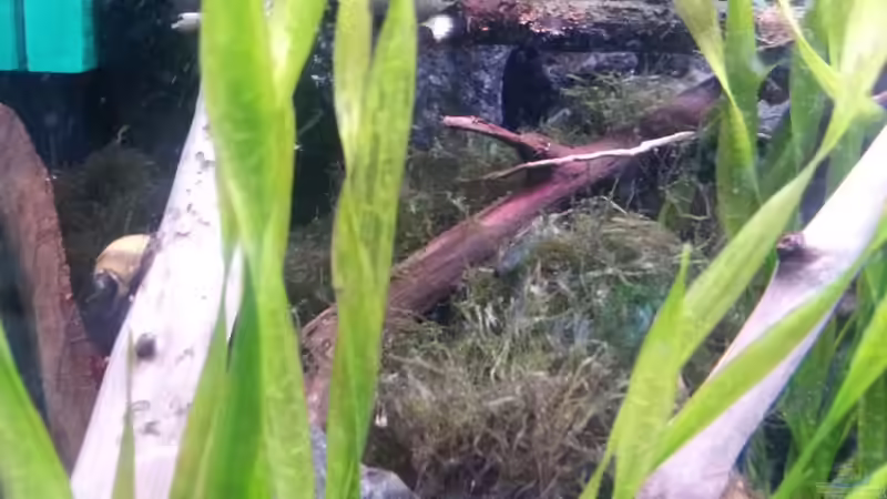 Teichlebermoos (Riccia fluitans) mittig im Bild von Newbie (26)