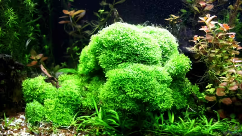 Teichlebermoos (Riccia fluitans) von @mazonas (32)