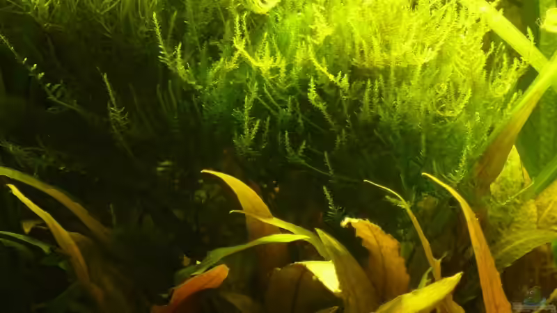 Teichlebermoos und Flammoos an der Wasseroberfläche  von A. G. (10)