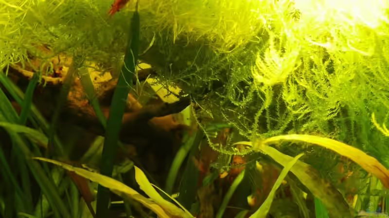 Teichlebermoos und Flammoos an der Wasseroberfläche  von A. G. (15)