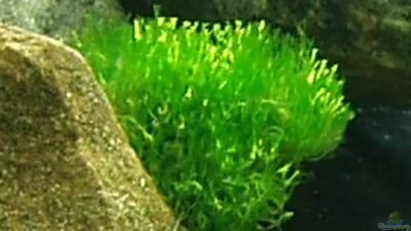 Teichlebermoos von A.Zabanoff (11)