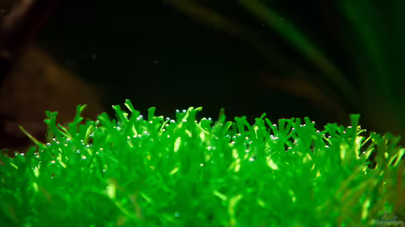 Teichlebermoos von DiskusMummy (17)