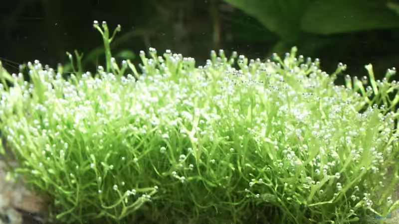 Teichlebermoos von Dschinn (30)