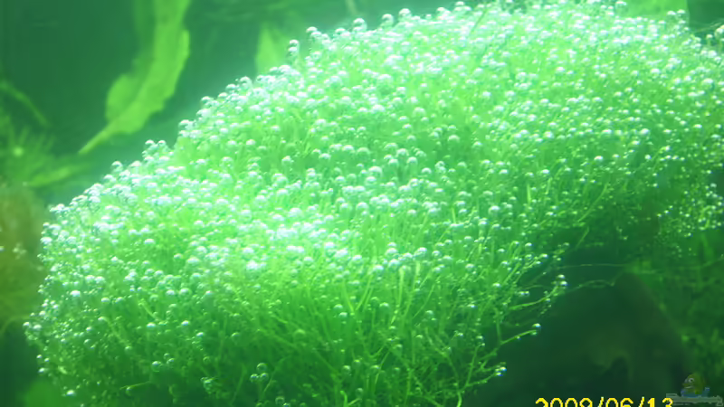 teichlebermoos von Herbert Baier (19)