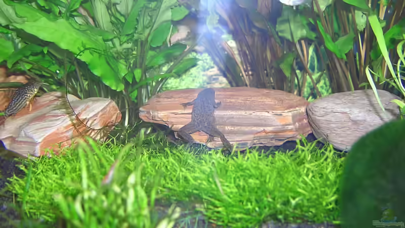 Teichlebermoos von Jonas Stephan (5)