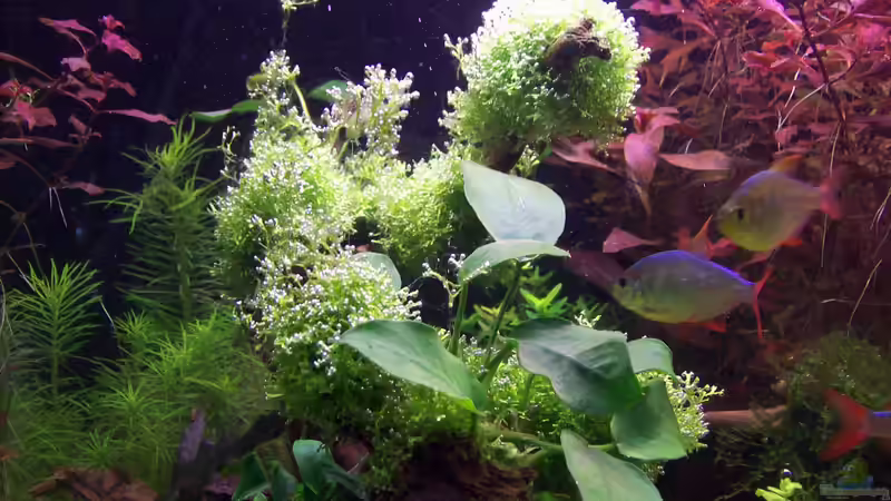 Teichlebermoos von Lotte und Hendo (27)