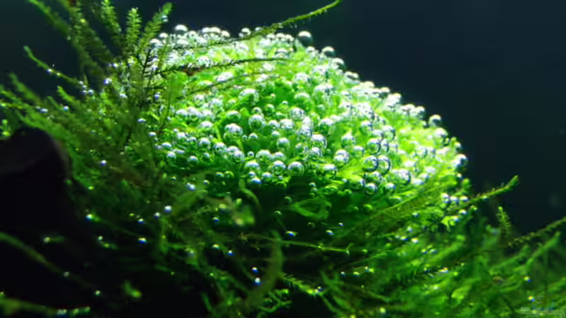 Teichlebermoos von Microsash (8)