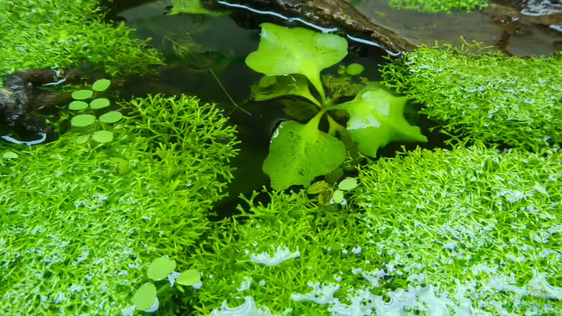 Teichlebermoos von miv (2)