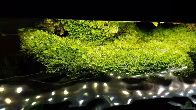 Teichlebermoos von Smo (2)