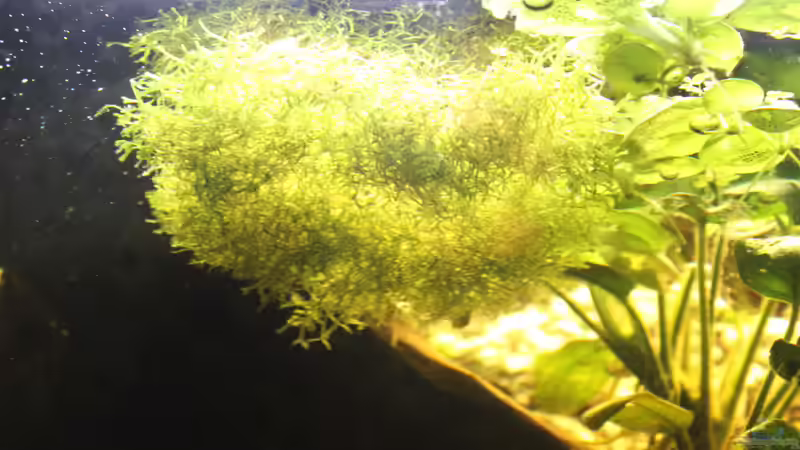 Teichlebermoos von SouthAmerica (12)