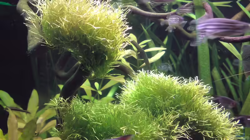 Teichlebermoos von sternenbanner (5)