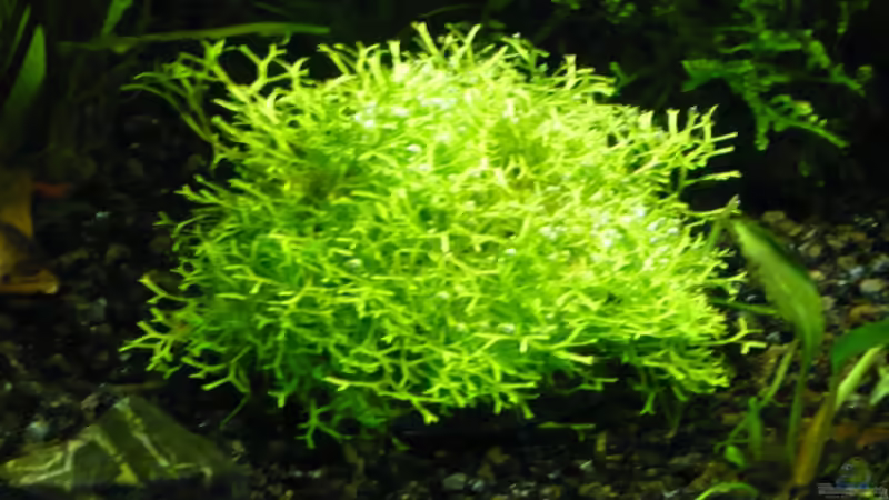 Teichlebermoos von Wels (8)