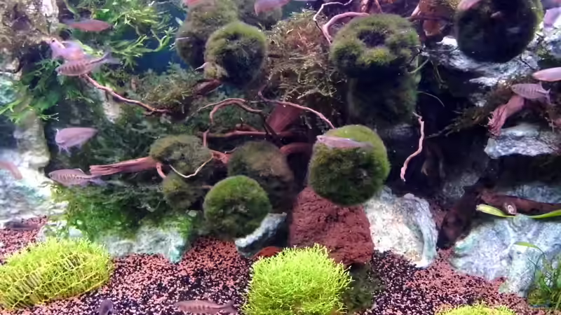 Riccia fluitans  im Aquarium oder Teich (Einrichtungsbeispiele mit Teichlebermoos)