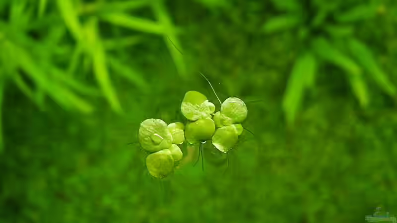 Teichlinsen von Ingrid Jung (6)