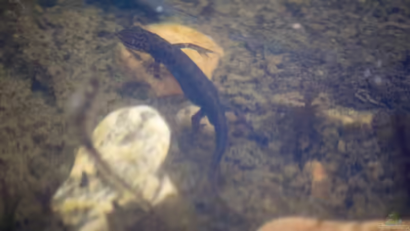 Teichmolch (Lissotriton vulgaris) jagend 10.04.2020 von Acki50 (105)