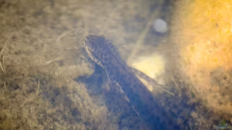 Teichmolch (Lissotriton vulgaris) jagend 10.04.2020 von Acki50 (109)