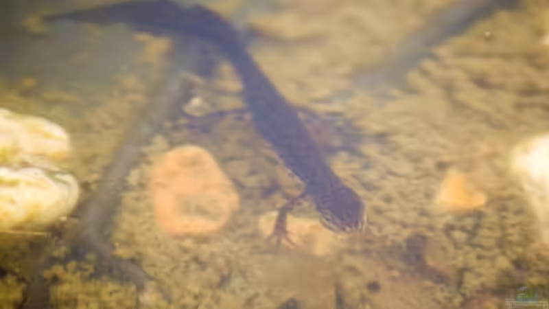 Teichmolch Männchen (Lissotriton vulgaris) 10.04.2020 von Acki50 (106)