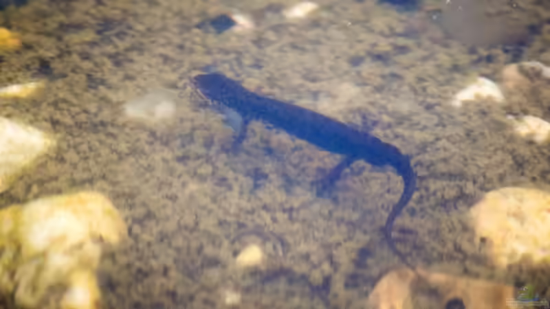 Teichmolch Männchen (Lissotriton vulgaris) 10.04.2020 von Acki50 (108)