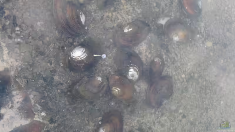 Teichmuscheln überwintern: So vermeidest du Fehler