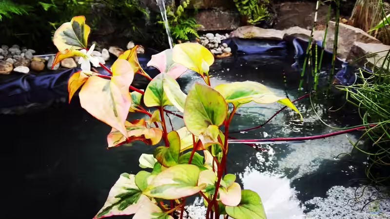 Teichpflanze, Name wird nachgetragen von David Schneider Aquaristik (5)