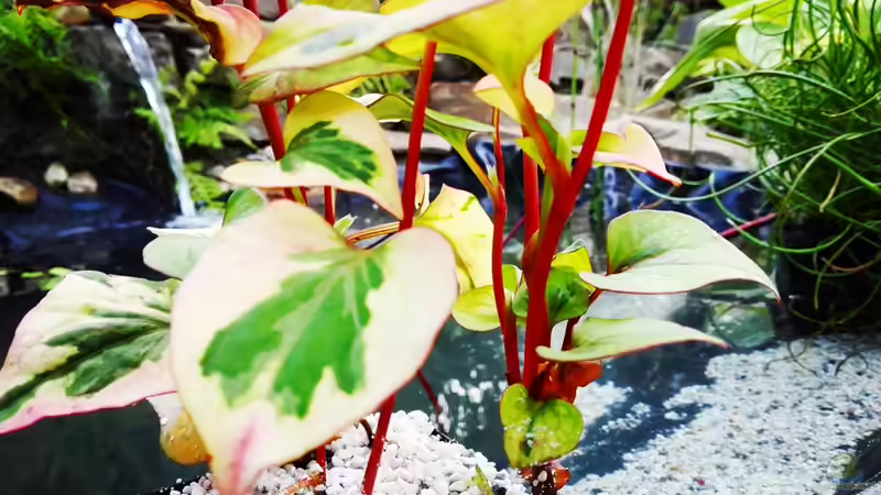 Teichpflanze, Name wird nachgetragen von David Schneider Aquaristik (6)