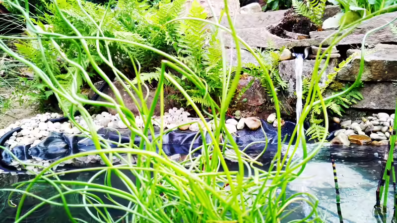 Teichpflanze, Name wird nachgetragen von David Schneider Aquaristik (7)