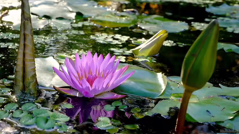 Teichpflege: Rückschnitt von Unterwasserpflanzen