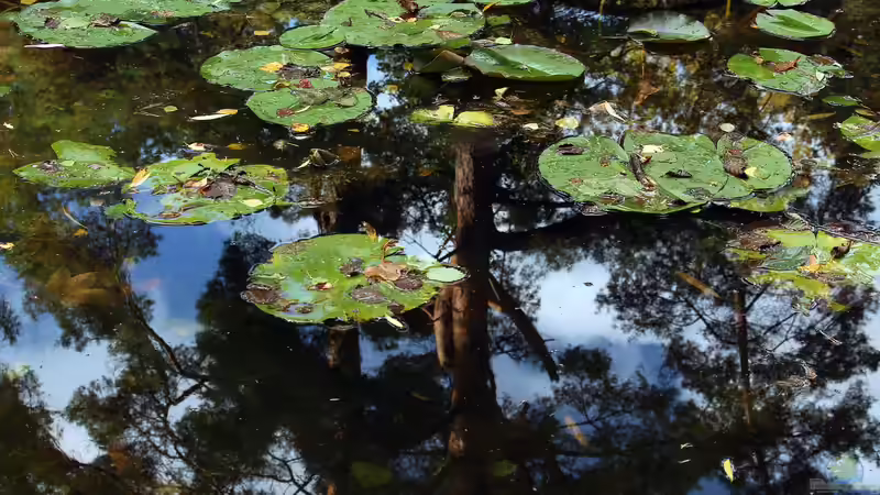 Teichpflege im Herbst: Seerosen Pflege und Vorbereitung auf den Winter