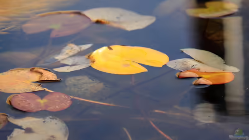 Teichpflege im Herbst: Seerosen Pflege und Vorbereitung auf den Winter