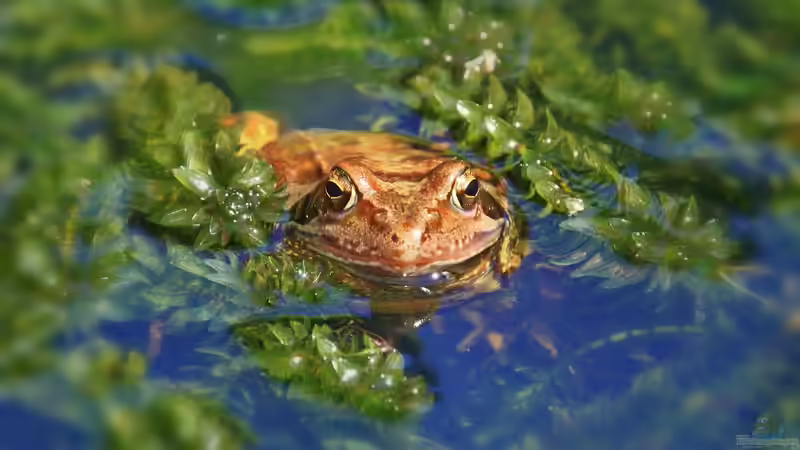 Teichpflege im Herbst: Tannenwedel und andere Unterwasserpflanzen