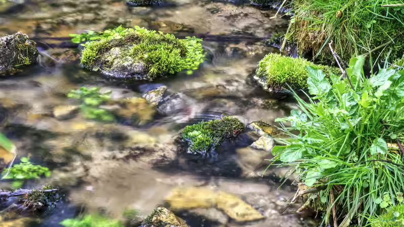 Teichschlamm entfernen im Frühling: Hilfreich oder ein Schaden für den Teich?