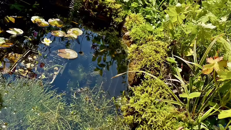 Teichumrandung mit Sandstein und Moos von Thilo (3)