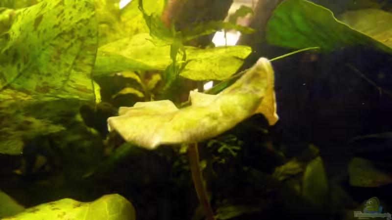 Teil 2. Die Nährstoffverwertung im Becken und Filter - DAS FILTERLOSE AQUARIUM