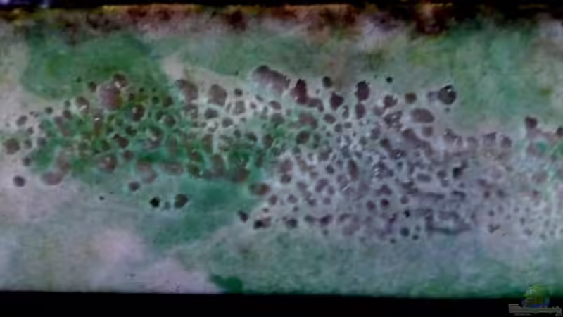 Teil 2. Die Nährstoffverwertung im Becken und Filter - DAS FILTERLOSE AQUARIUM