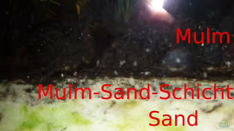 Teil 3. Mulm - DAS FILTERLOSE AQUARIUM