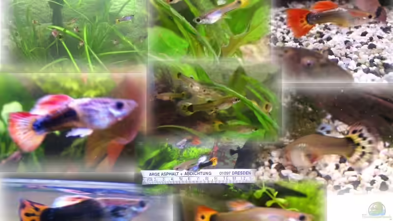 Teil der eigenen Guppy-Nachzucht von Monika Maier (28)