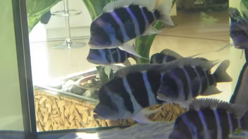 Teil der Gruppe... von Frontosa (7)