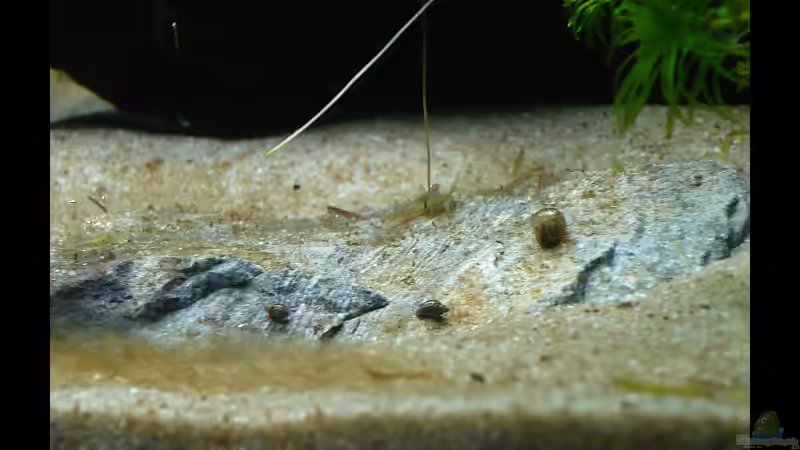 Teil der Rotalgenblüte beim Einfahren, die Schnecken tun ihre Arbeit. Hey, Algen von vixen (7)