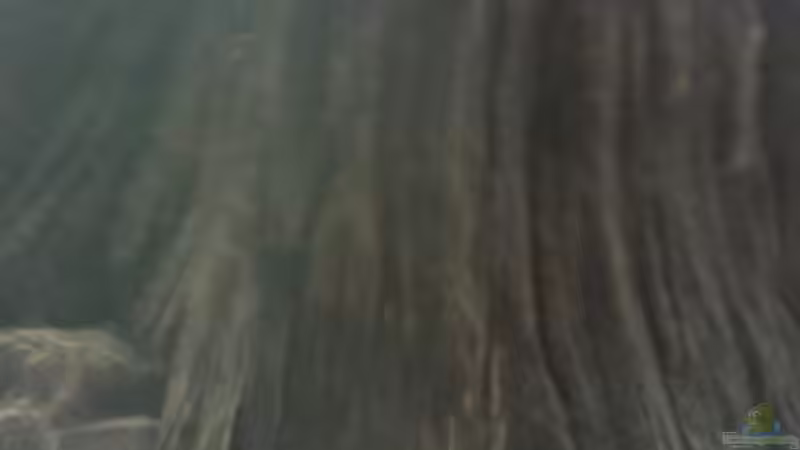 Teil der Rückwand von Hardy