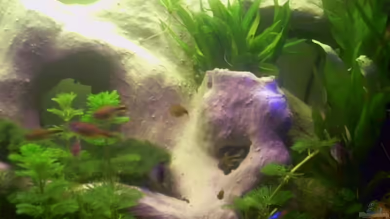 Teil der selbstgebauten Rückwand von Hans Grutschnig (2)