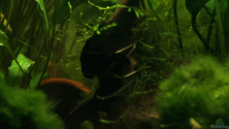 Teil der Wurzel und Tontopfhöle von gezina (7)