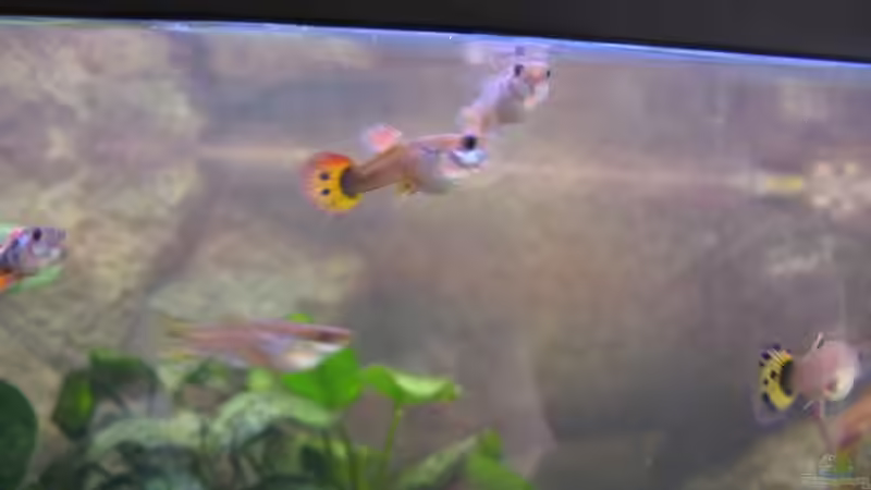 Teil des 2. Guppy-Nachwuchses (aufgenommen 28.11.06) von Monika Maier (21)