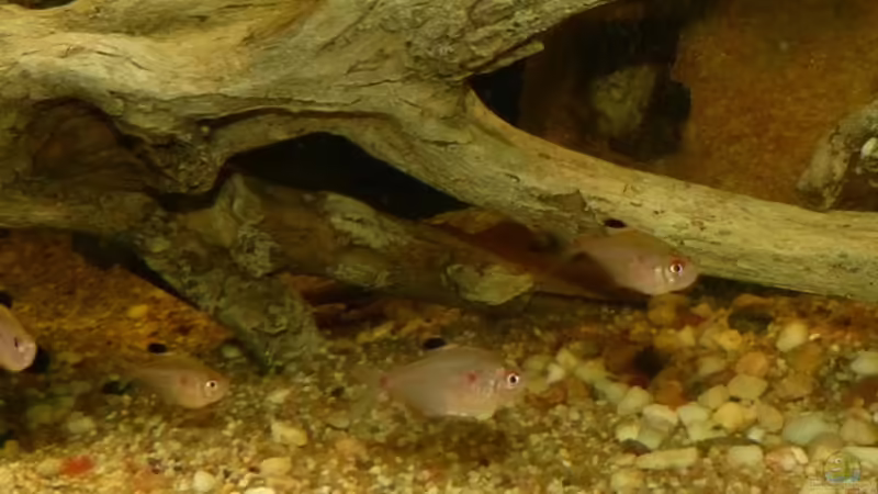 Teil des Schwarms Hyphessobrycon socolofi 12.03.14 von ~Marco~ (91)