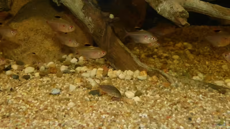 Teil des Schwarms Hyphessobrycon socolofi und ein Coydoras sterbai 12.03.14 von ~Marco~ (92)