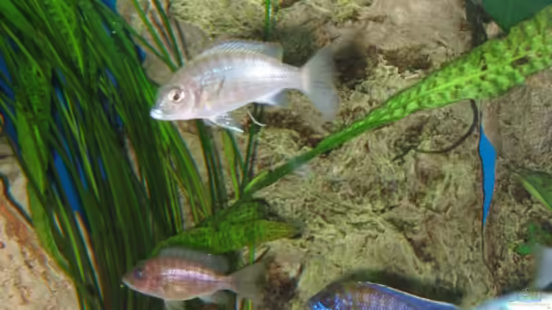 Teil des selbstgebauten Felsen und Malawi Schneckenhäuser von Gringo (5)